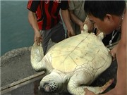 Bóng đá anh, ngoại hạng anh, lịch thi đấu euro 2012, Phát hiện loài rùa biển quý hiếm ở đảo Phú Quý
