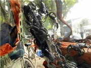Bóng đá anh, ngoại hạng anh, lịch thi đấu euro 2012, Động vật hoang dã được bán công khai giữa thủ đô 