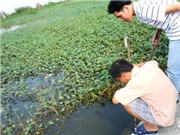 Bóng đá anh, ngoại hạng anh, lịch thi đấu euro 2012, Nơm nớp lo đỉa tấn công khi thương lái TQ “bốc hơi" 