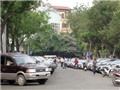 Con bò & chiếc ô tô
