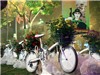 Lễ hội hoa HN 2012: Tan hội nhưng không nát hoa