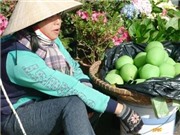 Bóng đá anh, ngoại hạng anh, lịch thi đấu euro 2012, Ổi thường + hóa chất = “Ổi đào tiên” Đà Lạt