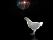 Bóng đá anh, ngoại hạng anh, lịch thi đấu euro 2012, Dance cùng... gà