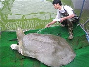 Bóng đá anh, ngoại hạng anh, lịch thi đấu euro 2012, Chuyện bây giờ mới kể về... cụ Rùa