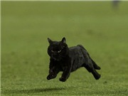 Bóng đá anh, ngoại hạng anh, lịch thi đấu euro 2012, Mèo đen xuất hiện ở Camp Nou: Điềm báo của Barca