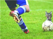 Bóng đá anh, ngoại hạng anh, lịch thi đấu euro 2012, Để bóng đá hấp dẫn hơn, hãy nhờ loài mèo!