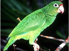 Con vẹt