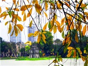 Bóng đá anh, ngoại hạng anh, lịch thi đấu euro 2012, Ngắm lộc vừng Hồ Gươm đổ lá vàng rực rỡ 