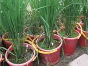 Bóng đá anh, ngoại hạng anh, lịch thi đấu euro 2012, Không xác định được niên đại “thóc cổ” thành Dền